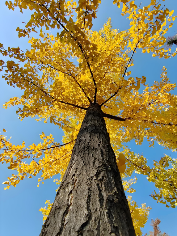 金秋致信：寰宇板材以質(zhì)踐諾，回饋每一份信賴